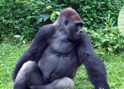 Discovering the Unique Wildlife of Uganda and Rwanda