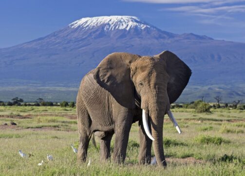8 Days – Masai Mara, Lake Nakuru, Lake Naivasha and Amboseli