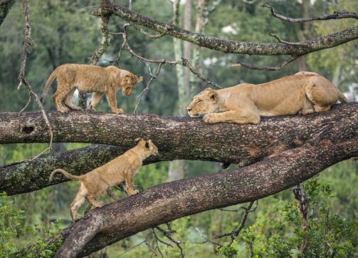 11 Days – Arusha, Tarangire, Lake Manyara, Lake Natron, Serengeti, Ngorongoro Crater, and Lake Eyasi